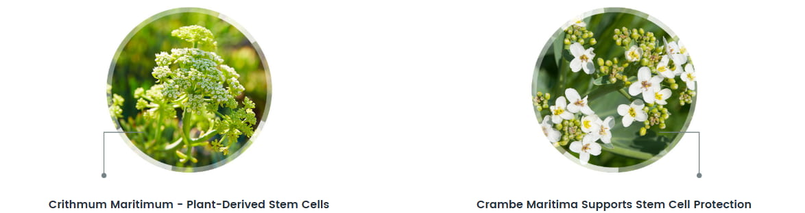 stem cells